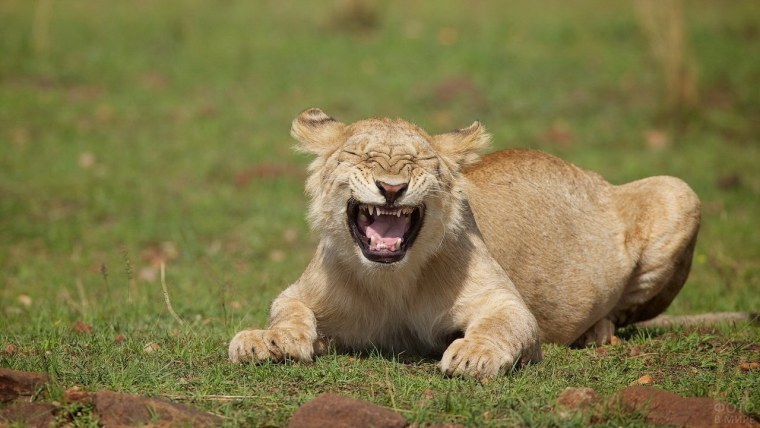 Улыбка Льва