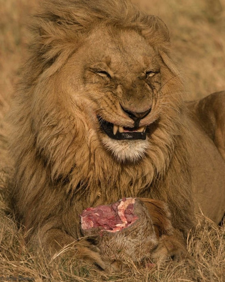 Радостный Лев