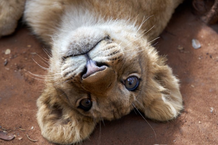 Милые львята