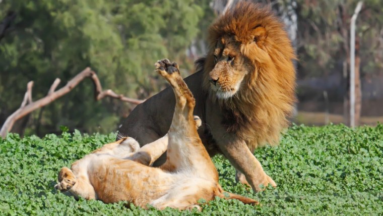 Львица сидит на Льве