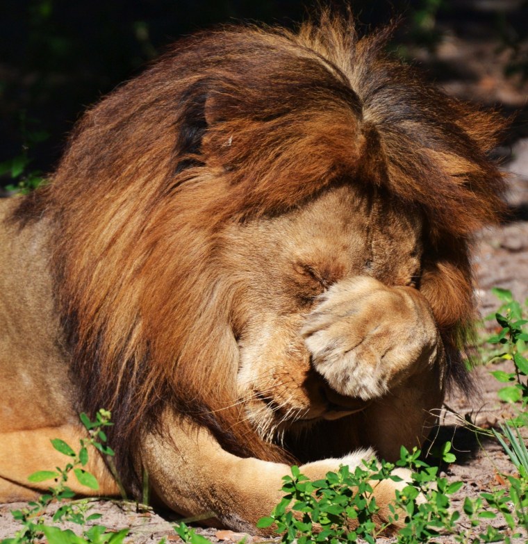 Лев фейспалм