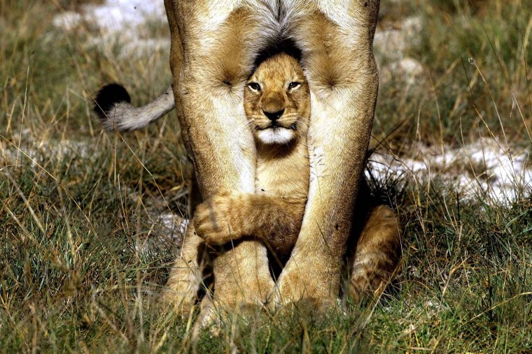 Смешная львица