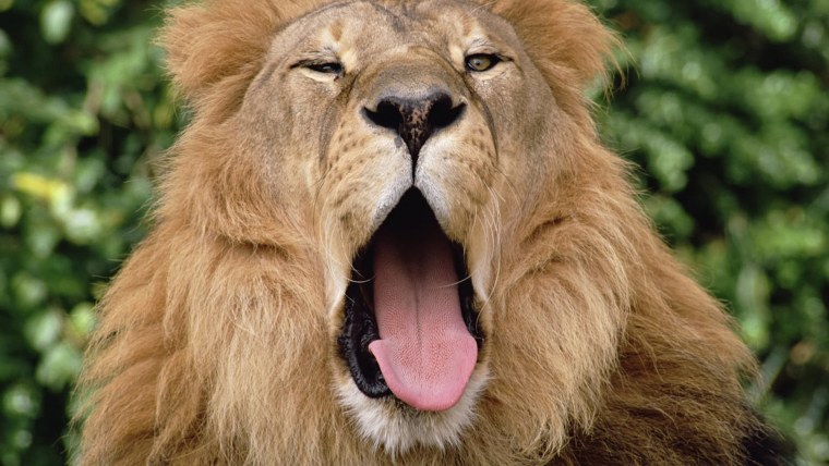 Радостный Лев