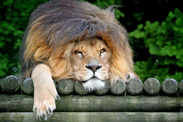 Прикольные животные