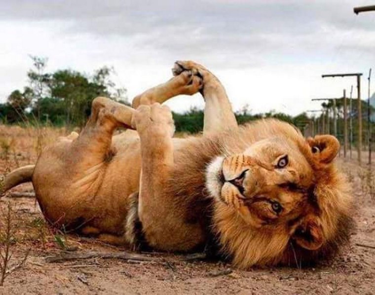 Ленивый Лев