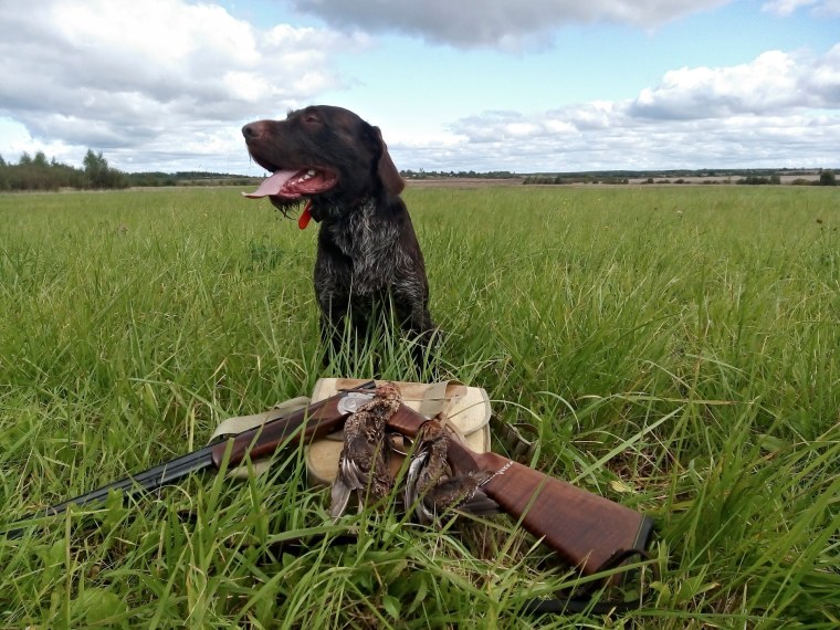 Охота на дупеля с легавой