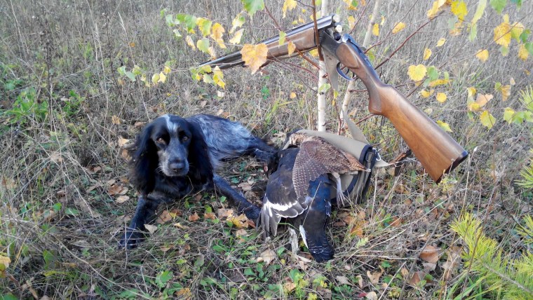 Русский охотничий спаниель ружьем
