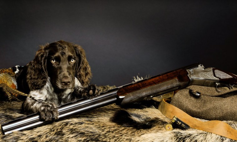 Собака с ружьем