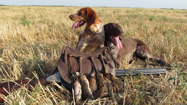 Охота на перепела с легавой