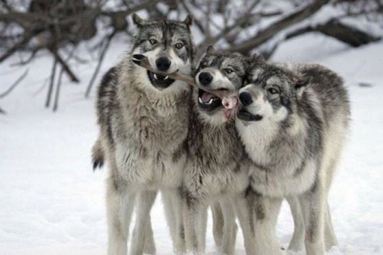 Парк Джаспер стая Волков