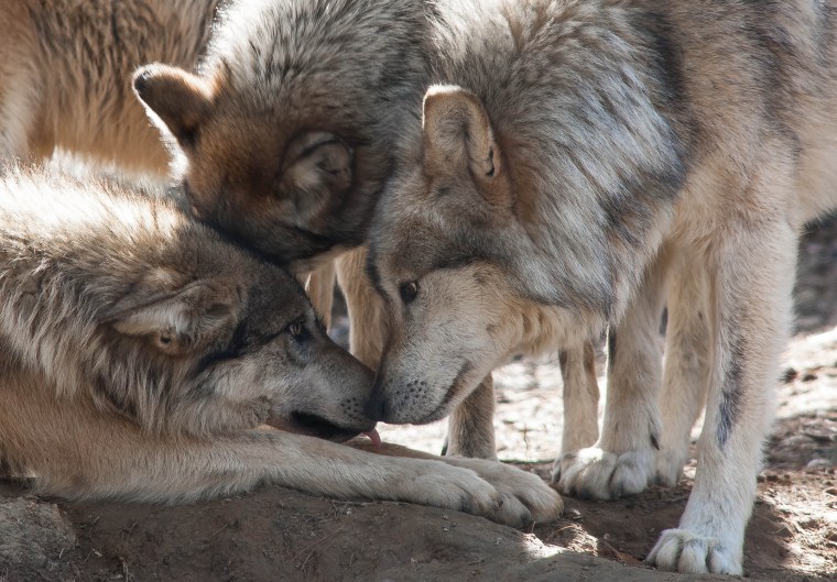 Волки смеются