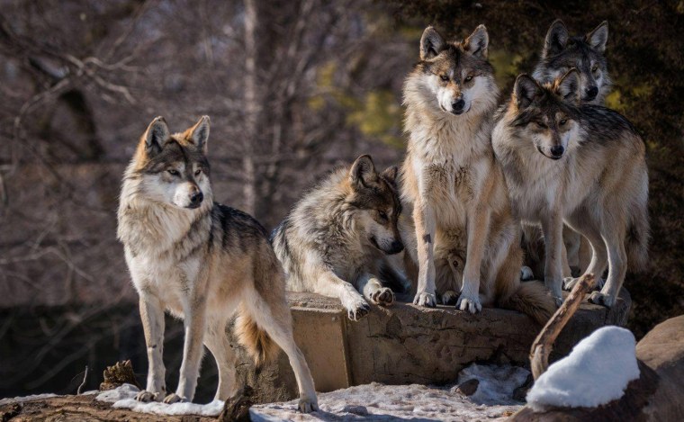 Пазл семья Волков