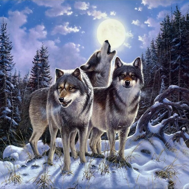 Черные волки стая