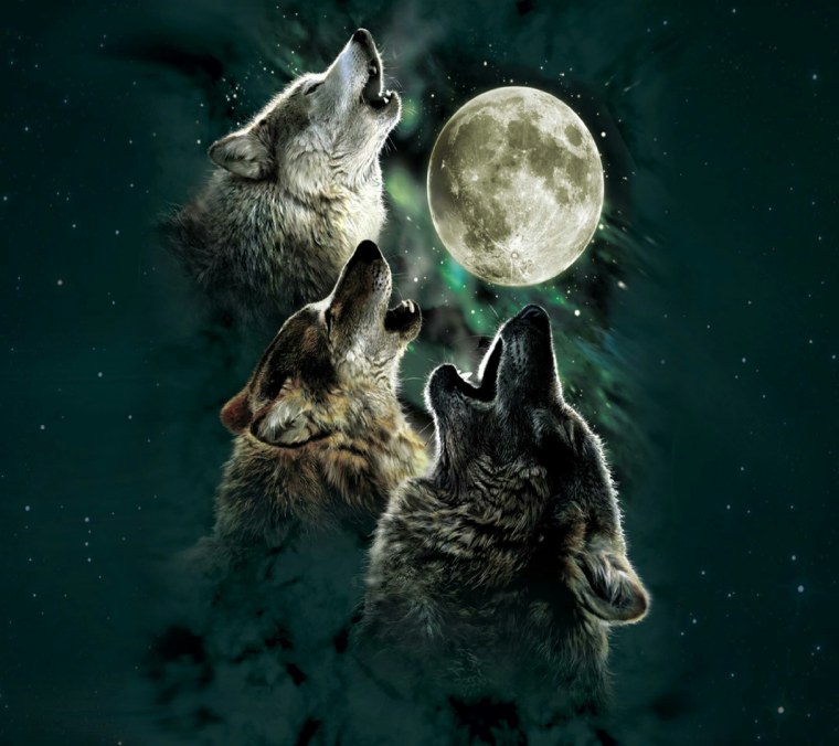 Три смешных волка