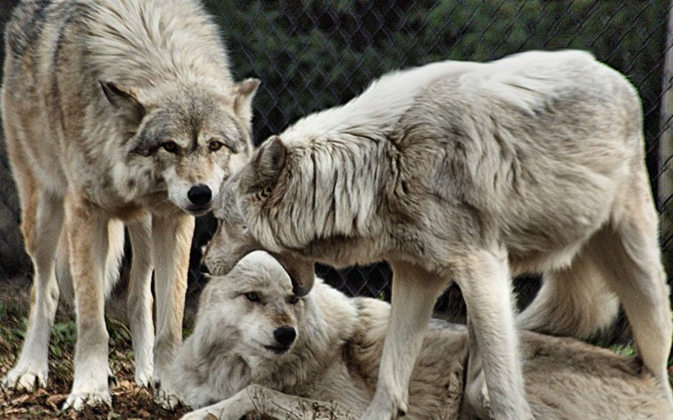 Стая злых Волков