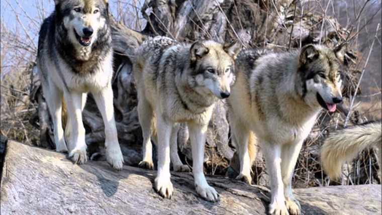 Волки друзья