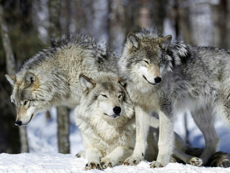 Волки стая фон