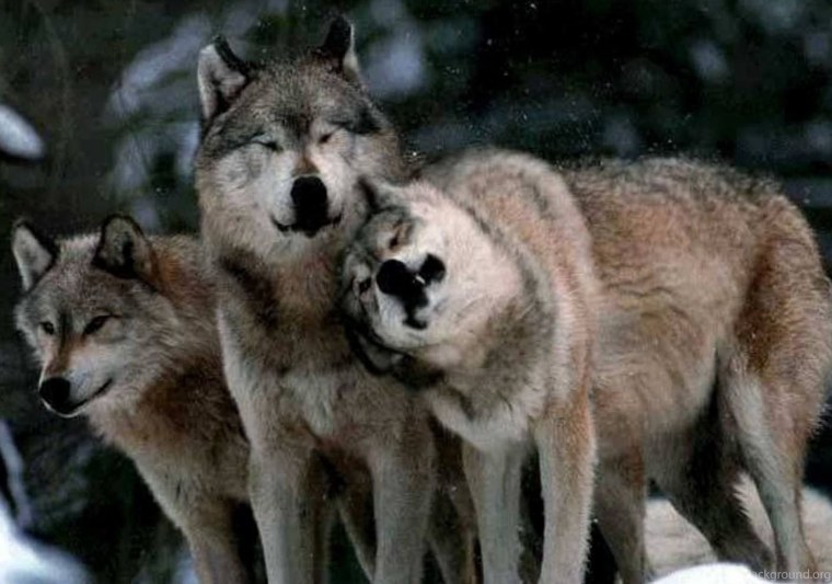 Четыре волка