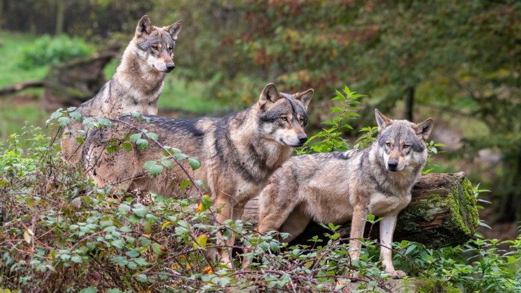 Canis Lupus tundrarum