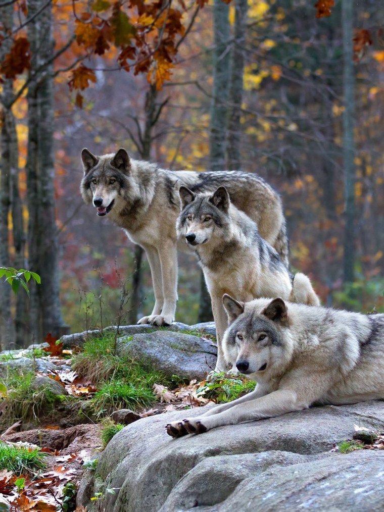 Белый волк в лесу