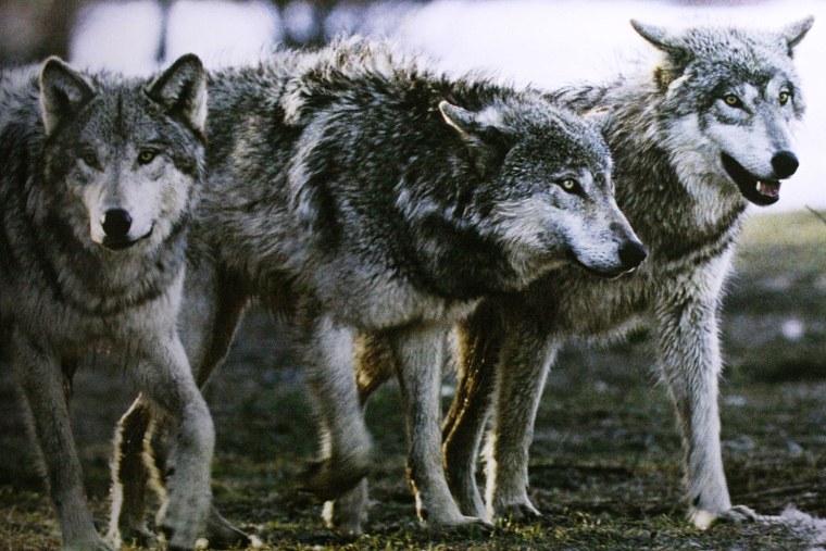 Черные волки стая