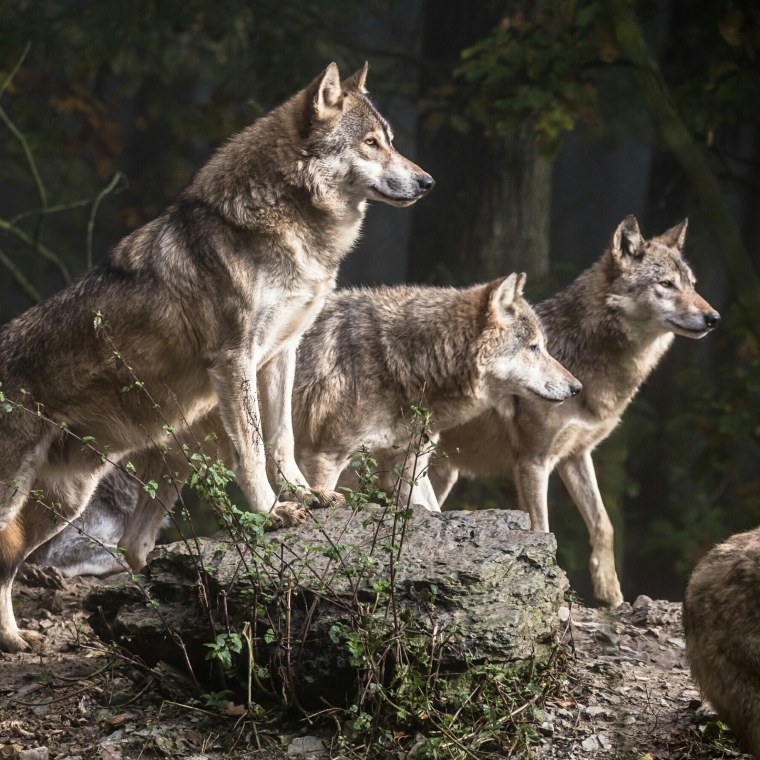 Красивый белый волк