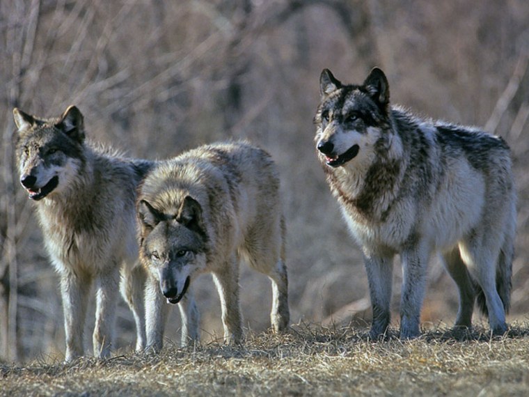 Татьяна Данчурова картины волки