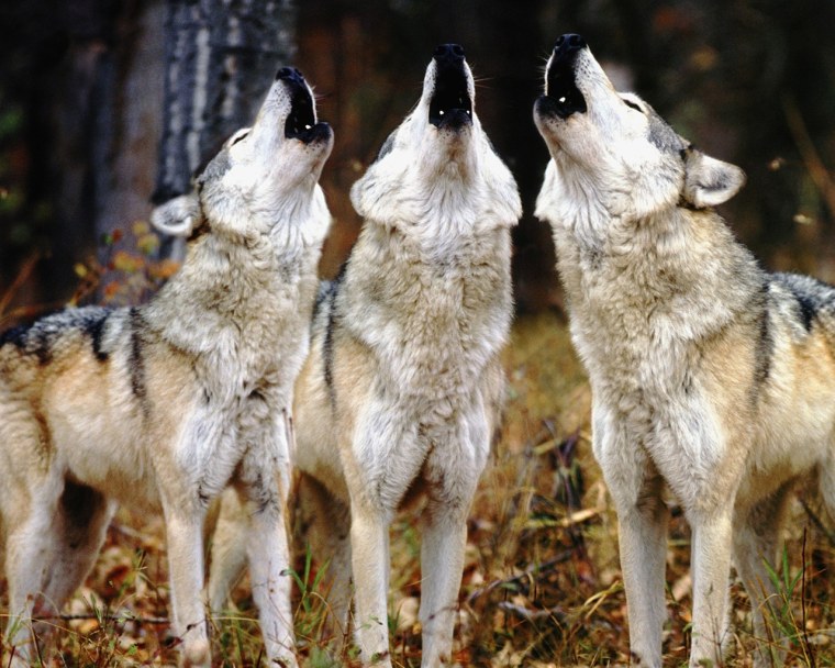 Модельки Волков