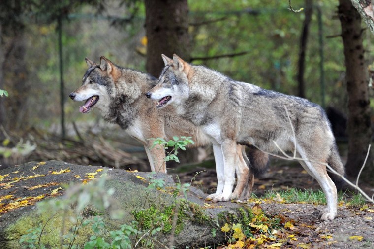 Альфа в стае Волков