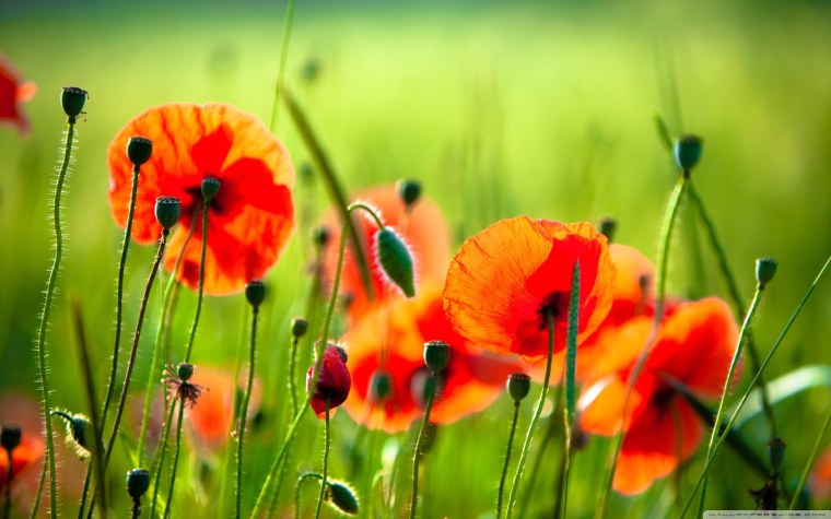 Обои на рабочий стол маки