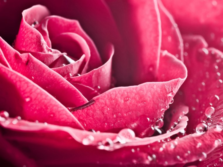 Розовые цветы