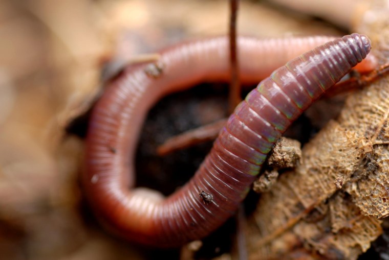 Червь дождевой на навозе
