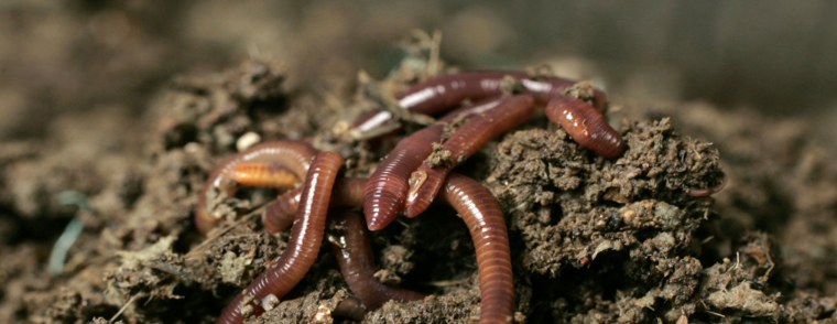 Маленький дождевой червь
