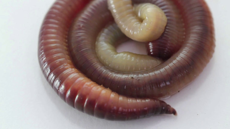 Земляные черви в земле