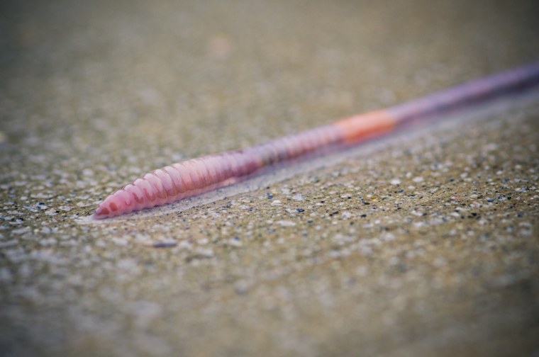 Личинки земляных мошек