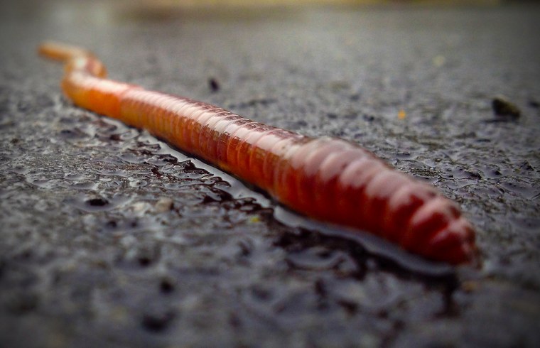 Щетинки дождевого червя