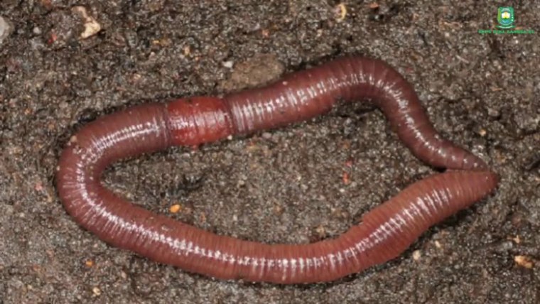 Дождевой червь под микроскопом