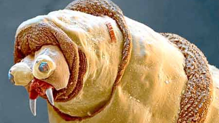 Лицо червяка под микроскопом