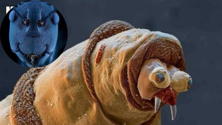 Микрофотография опарыша