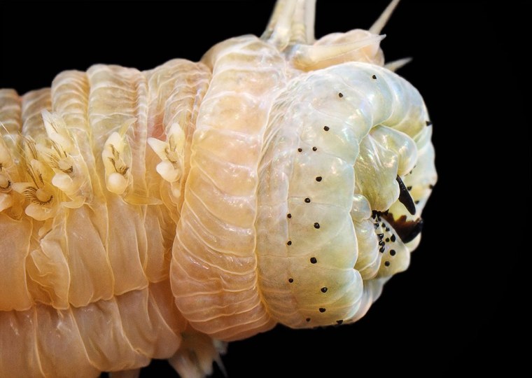 Гусеница похожая на дождевого червя