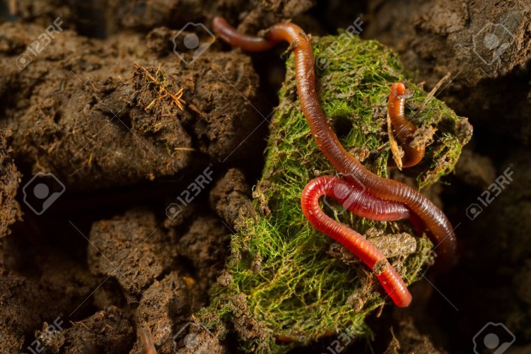 Червь Земляной крупный план