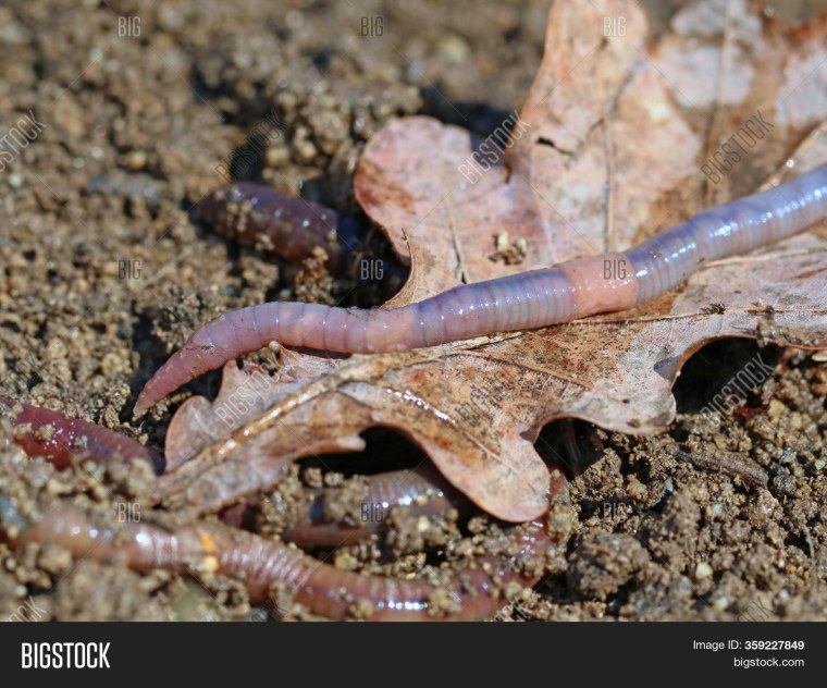 Водная личинка ибисовой мухи