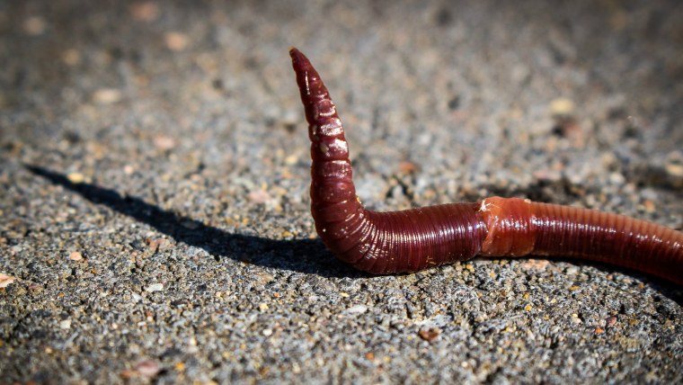 Личинка коловратки под микроскопом