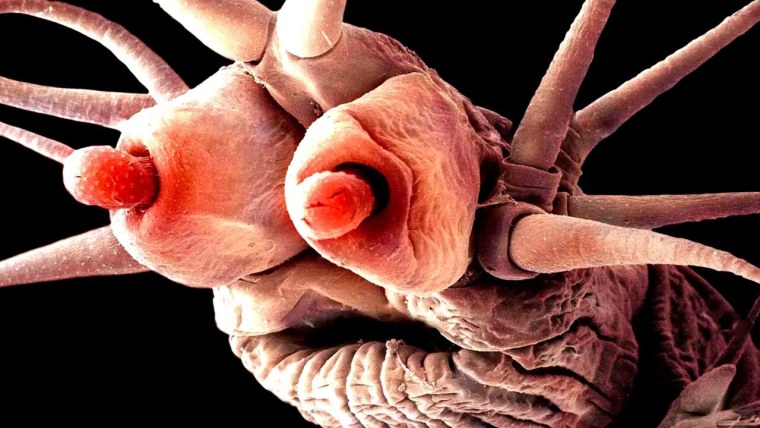 Дождевые черви Макросъемка