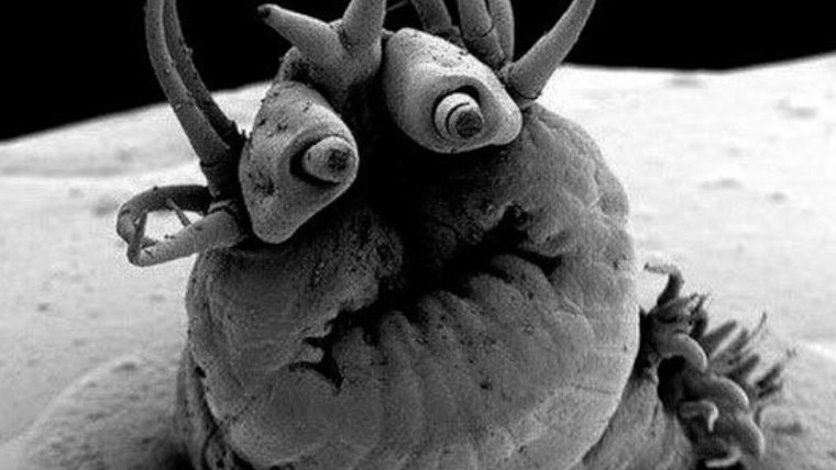 Насекомые под микроскопом