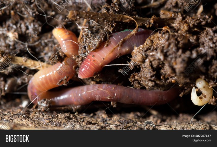 Щетинки дождевого червя