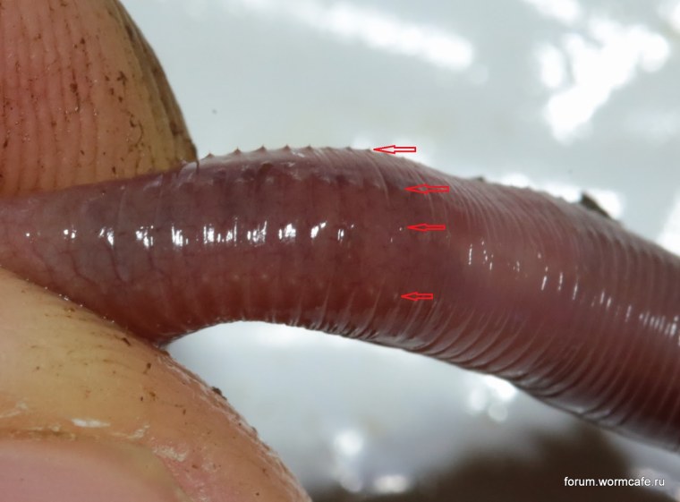 Апорректода Хандлирши