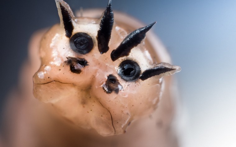 Земляные черви живущие в земле Самарской области-