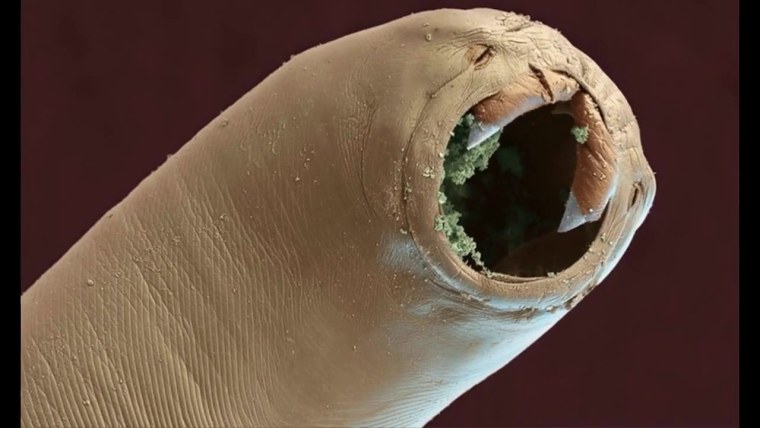 Дождевые черви беспозвоночные