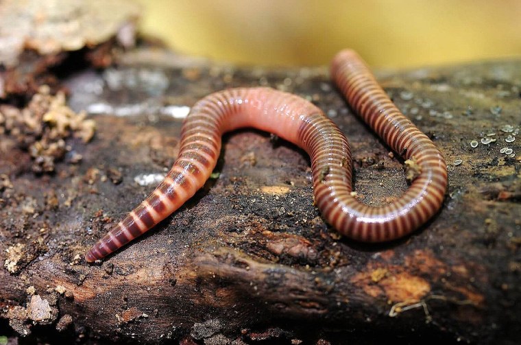 Червь нематода Земляной